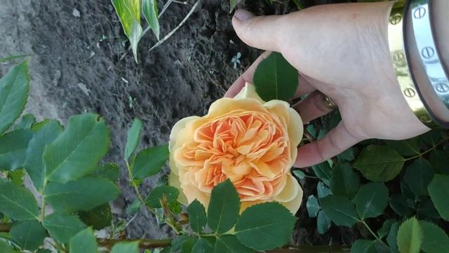 Тизинг Джорджия смотреть онлайн