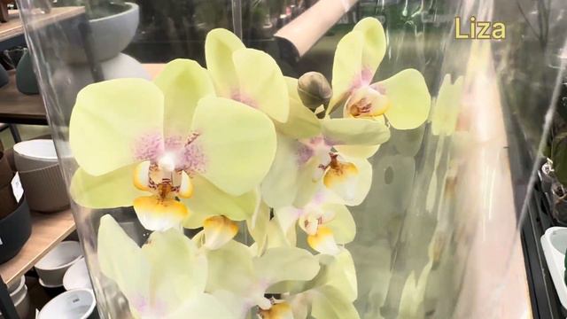 💙💛ОРХОМЕДИТАЦІЯ💚багато красивих ОРХІДЕЙ🌸Amadora💚Purple Fairy💚Камʼяна троянда💚Перша частина👋 смотреть онлайн