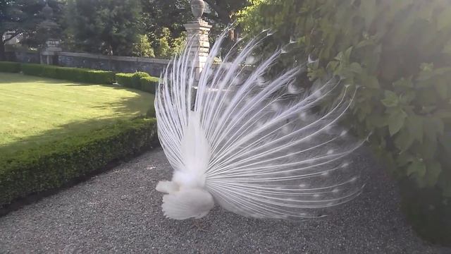 Isola Bella смотреть онлайн