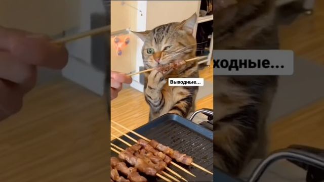 как проходят моя неделя