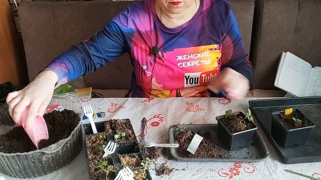 Бальзамин выращивание из семян. Ч.1. смотреть онлайн