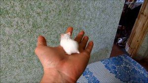 Джунгарик-альбинос Jungar hamster: Unboxing