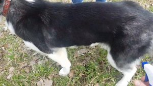 Лучшее средство от клещей для собак и животных