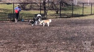 Смішні та кумедні помскі (Собачки №2)