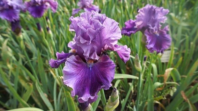 Ирис PAINTED FLUTES смотреть онлайн