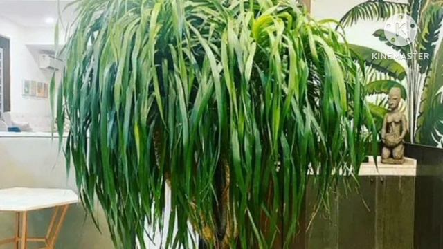 Oxygen plants |Exotic & rare Aglaonema varieties or Chinese Evergreen types with names & pictures.