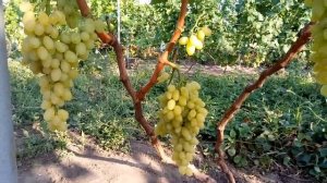 ВИНОГРАД   КИШМИШ  СТОЛЕТИЕ