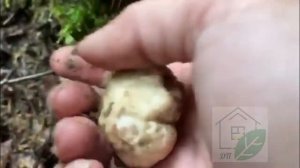 Как в Подмосковье трюфель нашли