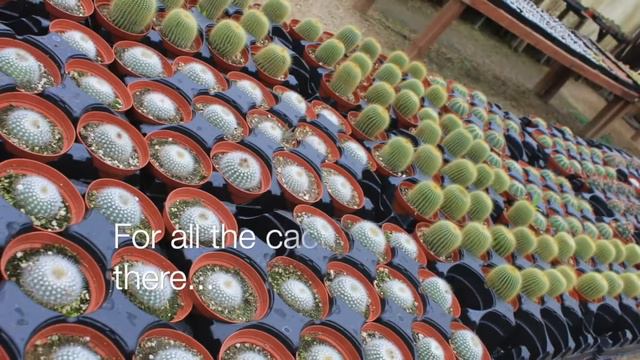 Plant, Succulent shopping at Succulent Garden Plant Castroville, CA Tour To Kick Off Spring! #short смотреть онлайн