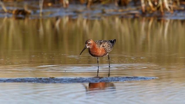 Кулики Командорских островов смотреть онлайн