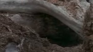 Волки в дикой природе