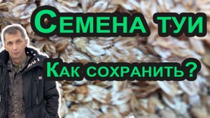 Как очистить и хранить семена туи? Семена туи колоновидной Колумна