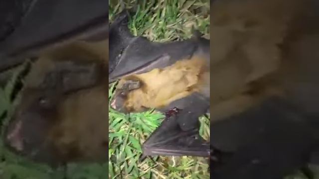 Бедняшка сломала лапку смотреть онлайн