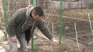 Обрезка винограда ВИДЕО веерная формировка
