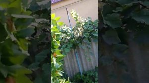 Зизифус пересаженный 5 летним деревом , наконец-то дал хороший урожай