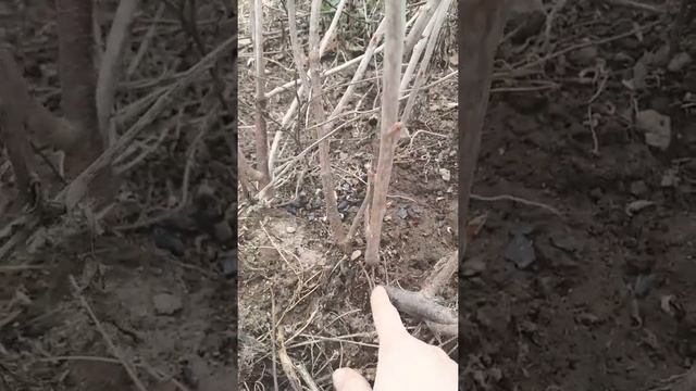 Спасти смородину от стеклянницы !!! ???? смотреть онлайн