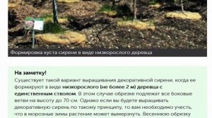 Уход за сиренью весной памятка цветоводу