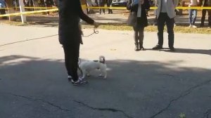 Джек Рассел терьер выставка собак 2018