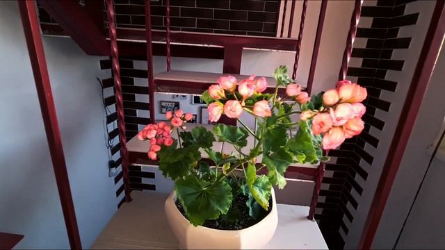 Тюльпановидная пеларгония Patricia Andrea смотреть онлайн