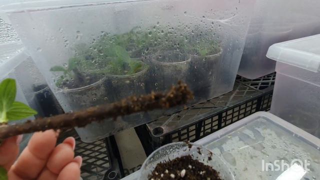 Результат укоренения деревянных черенков метельчатых гортензий. смотреть онлайн