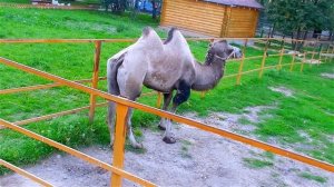 Верблюды. Видео с Верблюдами. Верблюд Ест. Красивые Двугорбые Верблюды. Футажи для видеомонтажа