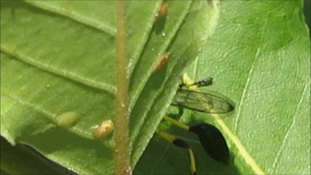 2018 31 07 НУ КОГО ЗДЕСЬ ВЫИСКИВАЕТ ПЕЛОПЕЙ Sceliphron destillatorium Сцелифрон смотреть онлайн