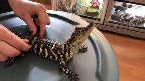 Домашний крокодильчик. Чешет крокодила. Смешные животные