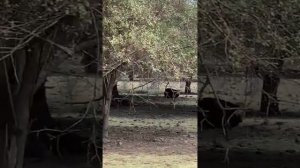 Дикие животные на сафари. Очень опасный эксперимент на острове Маврикий