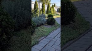 Самшит. Когда стричь нельзя! Не потеряйте Самшит.