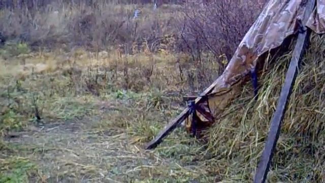 Сколько и какого даю сена козам! смотреть онлайн