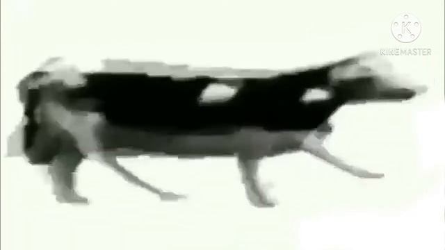 Русская корова (Польская корова флексит под три полоски) смотреть онлайн