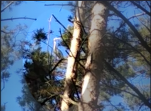 цапли в Ордынском бору?