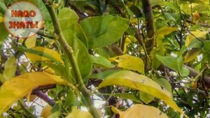 Почему желтеют листья у груши?