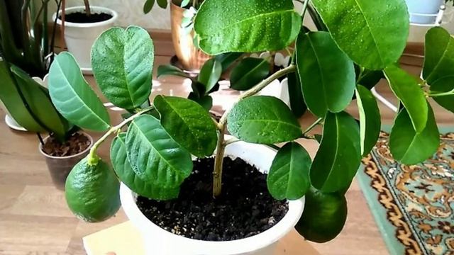 Топ Домашний лимон.7 лучших сортов лимонов в домашних условиях.Часть1.