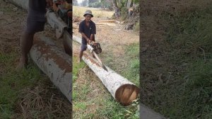 Machinery Tree Cutting STIHL Chainsaw VS Palm Tree