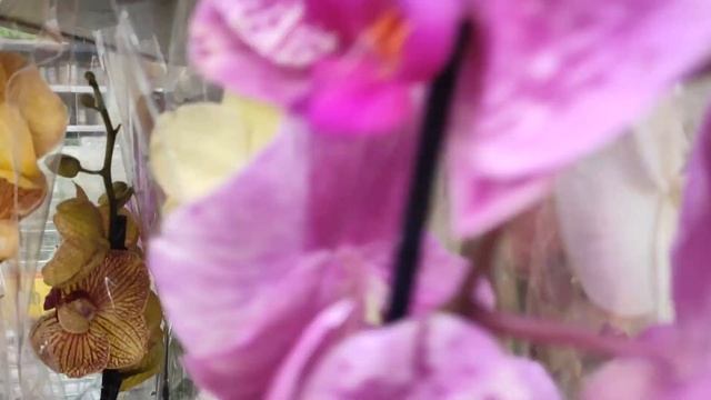 №491/ СВЕЖАЯ поставка ОРХИДЕЙ от JMP в ЛЕРУА МЕРЛЕН на Новой Адыгеи