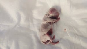 Рождение щенков Мальтийской болонки ♥️/Geburt von Malteserwelpen # #malteserwelpen #ukraine