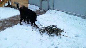 Утилизация ёлок.mp4