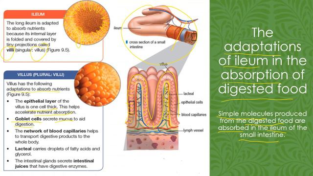 CHAPTER 9 FORM 4 KSSM - 9.3 Absorption смотреть онлайн