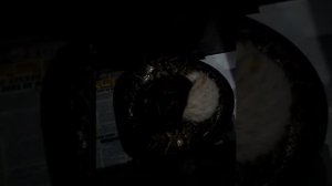 Тигровый питон ест кролика
