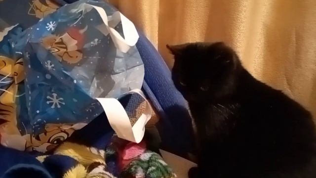 Хм..колбасы нет.. ? #кошки смотреть онлайн