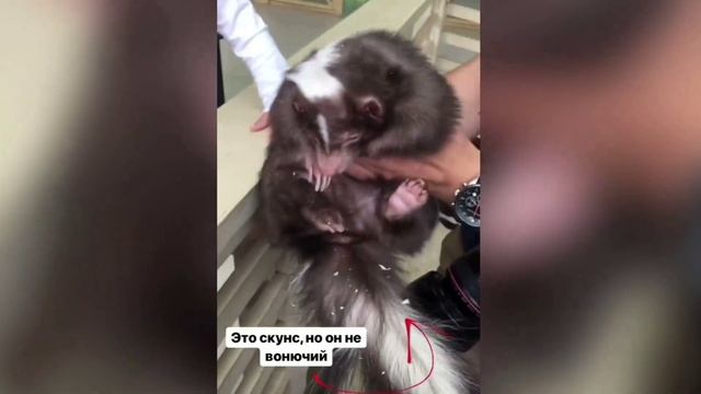 Контактный зоопарк "Страна Енотия" со скидкой 50%! смотреть онлайн