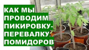 Как мы проводим пикировку-перевалку рассады помидоров Picking transshipment of tomato seedlings