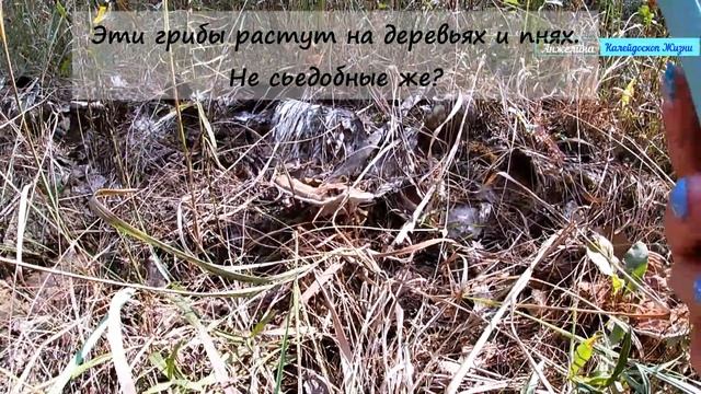 По грибы. Собираем грибы в Рязани в районе Солотчи. Что встречается в лесу кроме белых грибов