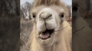 верблюд и саксаул.mp4