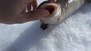 утро Лесосибирск энерголес рыбалка 11 апреля 2013 года