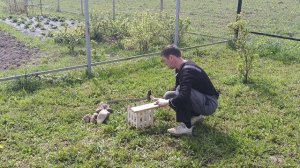 Забор для растений