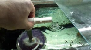 Аэрлифт в работе #аэрлифт#фильтр#аквариум