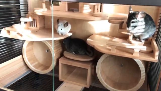 Мир Шиншилл | Шиншиллы в витрине | Витрина для троих смотреть онлайн