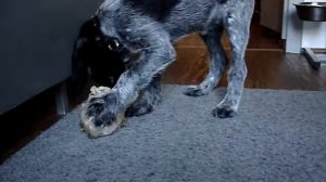 "Чара" дратхаар  кость таскает  2.5 месяца